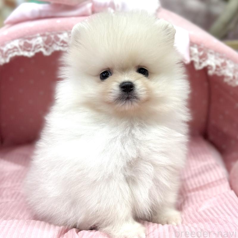 販売中の大阪府のポメラニアン-431426の4枚目