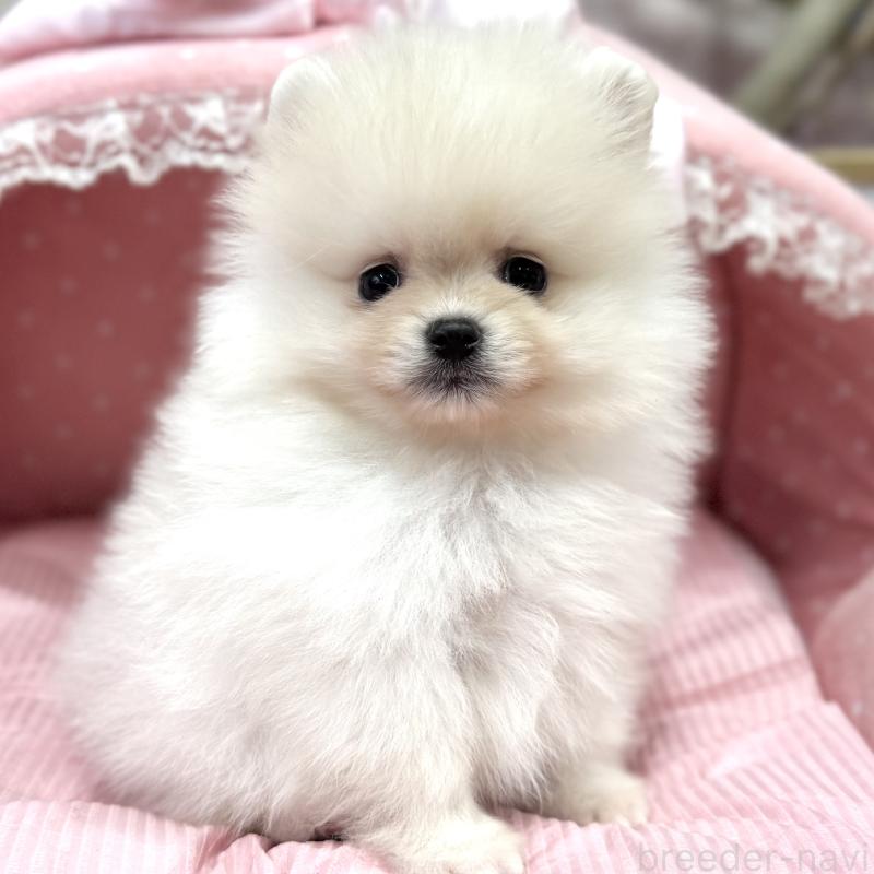 販売中の大阪府のポメラニアン-431426の2枚目