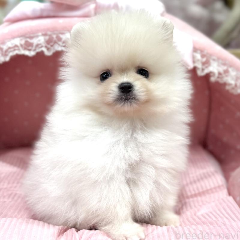 販売中の大阪府のポメラニアン-431426の1枚目