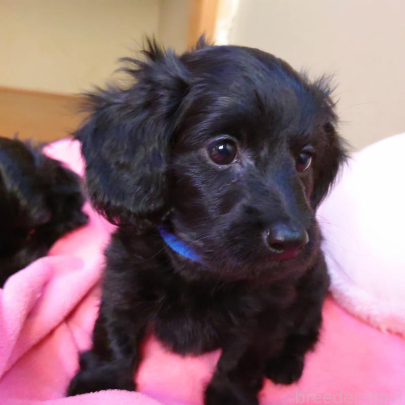 成約済の埼玉県のダップー:ミニチュアダックスフンド×トイプードル-429294の4枚目