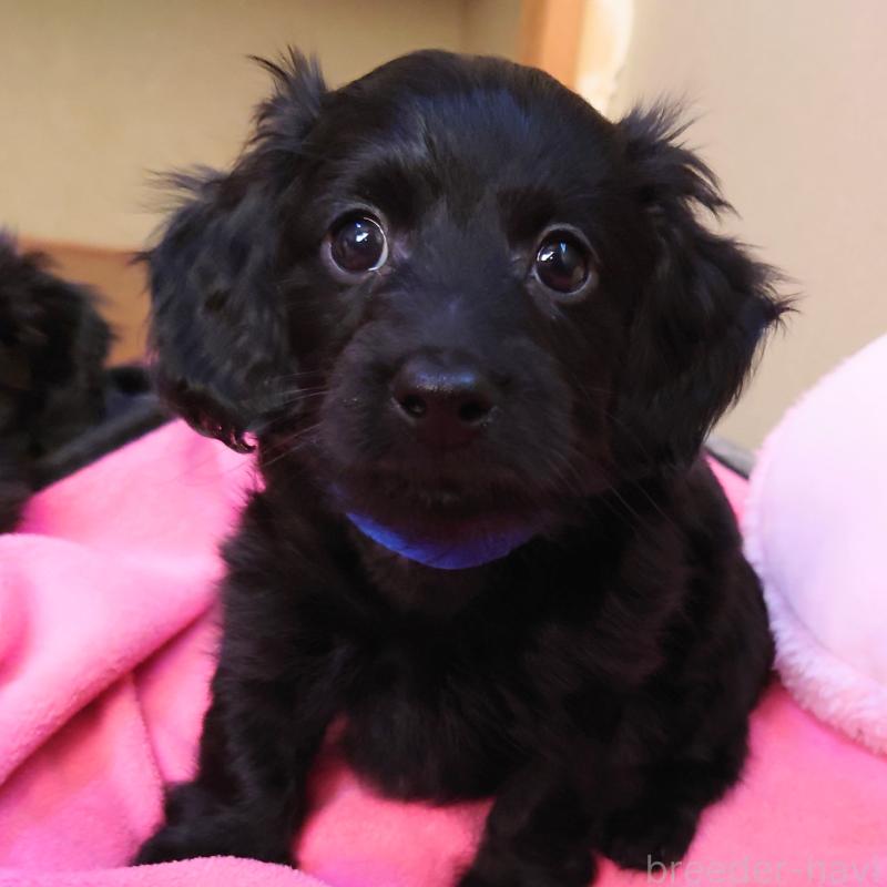 販売中の埼玉県のダップー:ミニチュアダックスフンド×トイプードル-429294