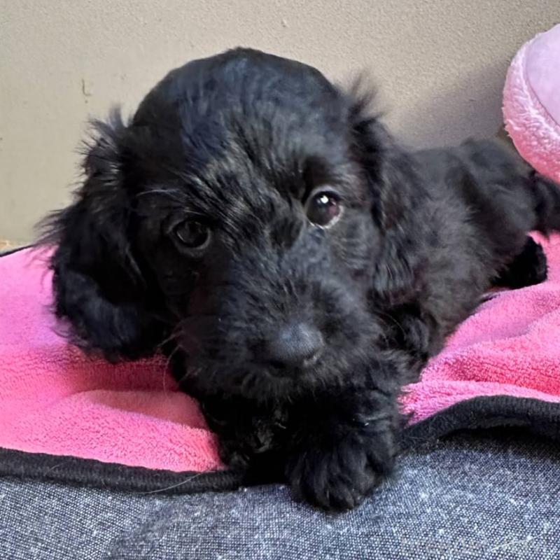 販売中の埼玉県のダップー:ミニチュアダックスフンド×トイプードル-429301