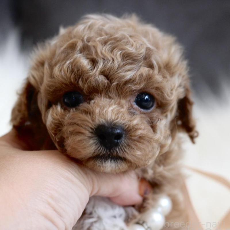 販売中の千葉県のティーカッププードル-431428の1枚目