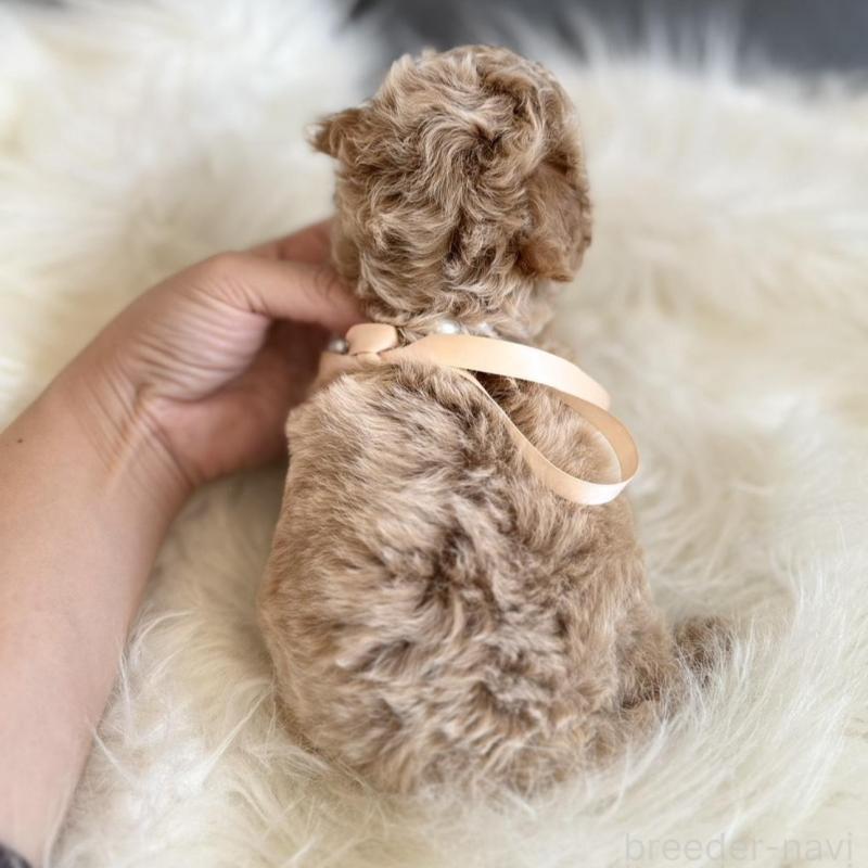 販売中の千葉県のティーカッププードル-431428の10枚目