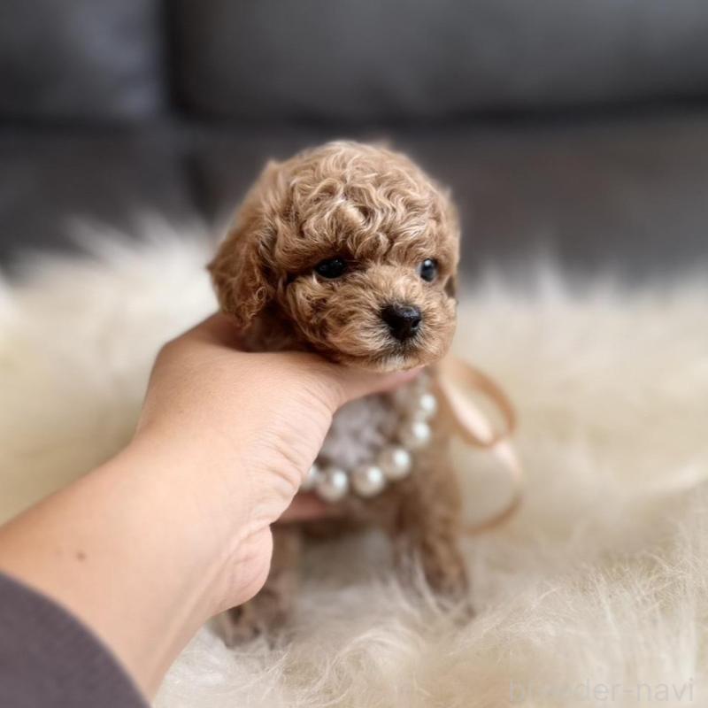 販売中の千葉県のティーカッププードル-431428の9枚目