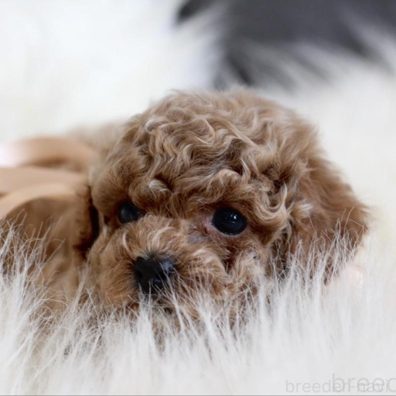 販売中の千葉県のティーカッププードル-431428の8枚目