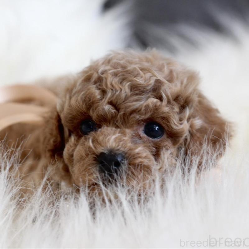 販売中の千葉県のティーカッププードル-431428の7枚目