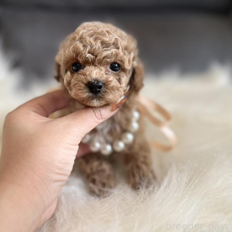 販売中の千葉県のティーカッププードル-431428の6枚目