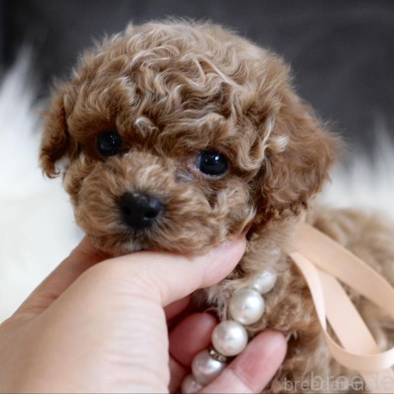 販売中の千葉県のティーカッププードル-431428の5枚目