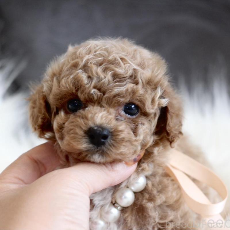 販売中の千葉県のティーカッププードル-431428の4枚目