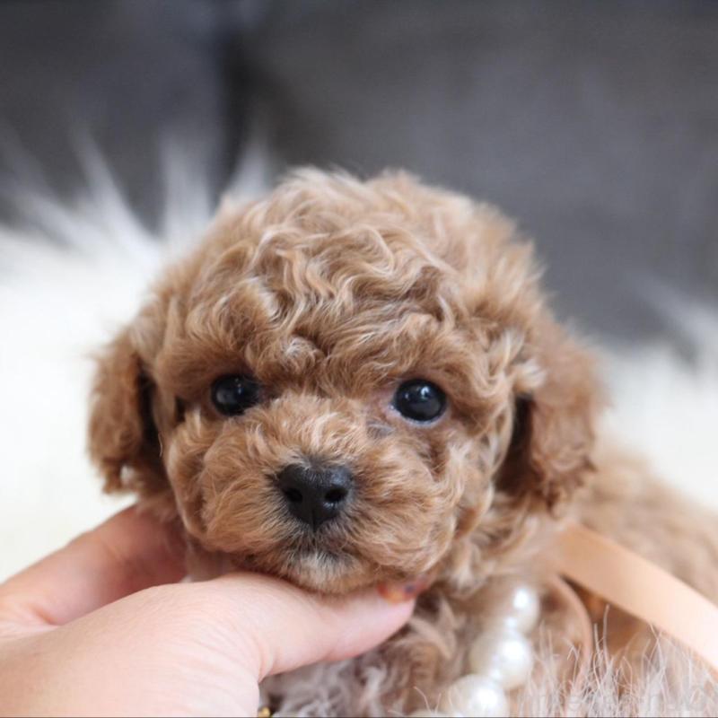 販売中の千葉県のティーカッププードル-431428の3枚目