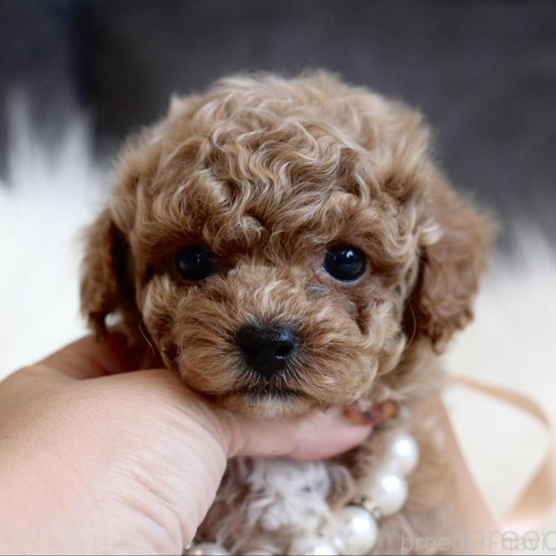 販売中の千葉県のティーカッププードル-431428の2枚目