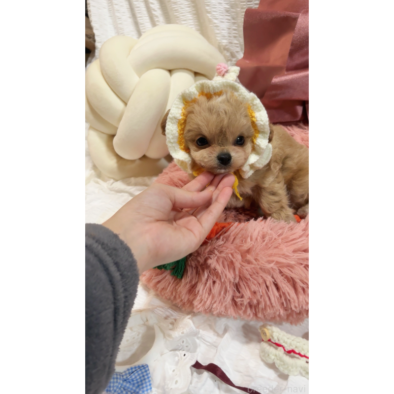 販売中の大阪府のチワプー:チワワ×トイプードル-431429の6枚目