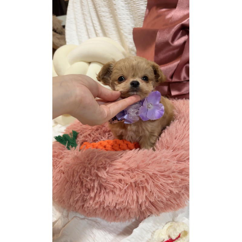 販売中の大阪府のチワプー:チワワ×トイプードル-431429の5枚目