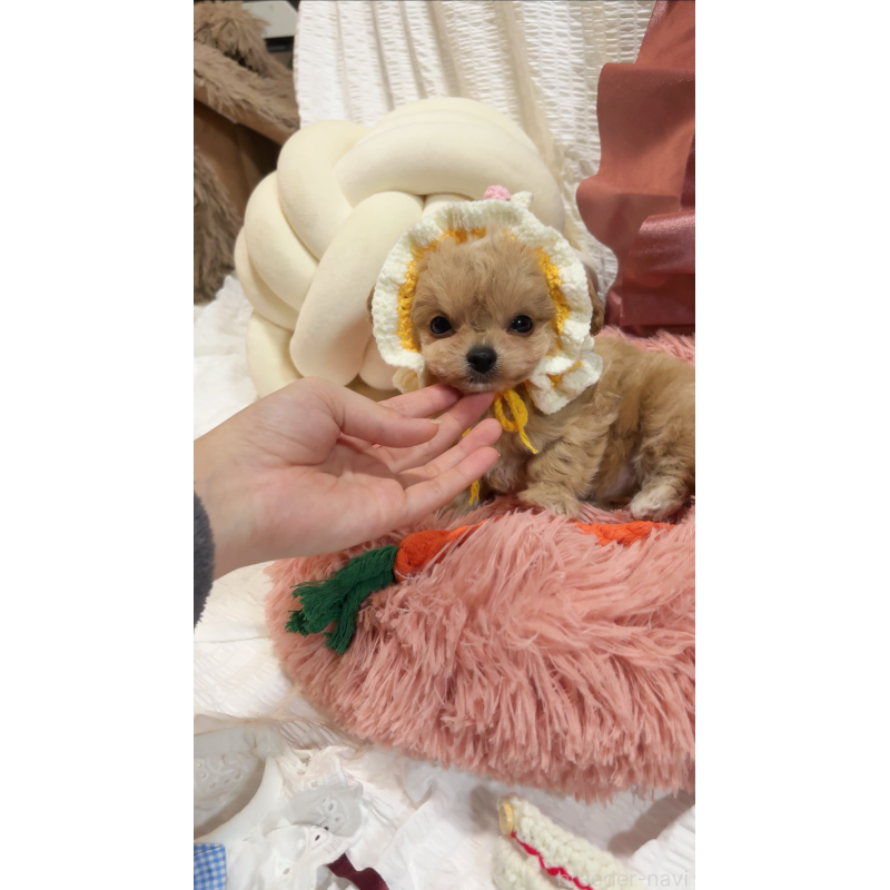 販売中の大阪府のチワプー:チワワ×トイプードル-431429の4枚目