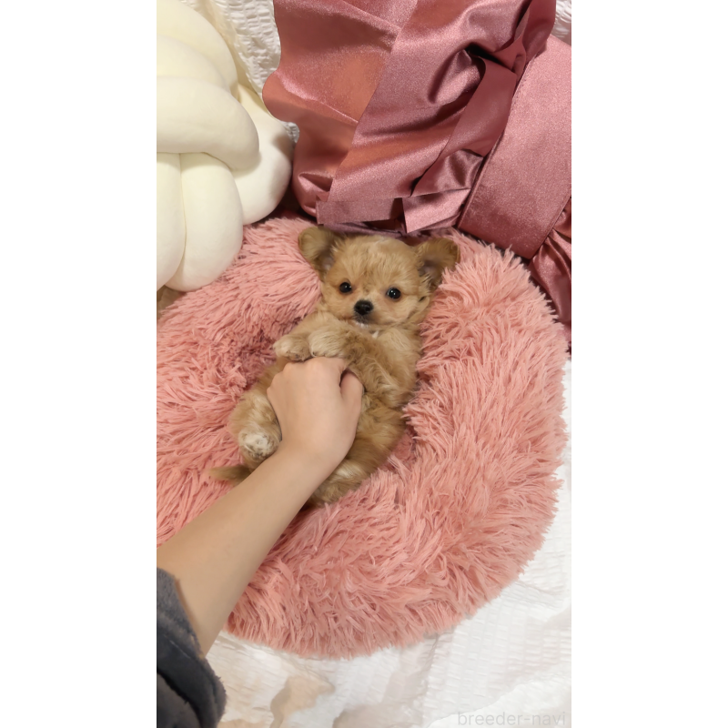 販売中の大阪府のチワプー:チワワ×トイプードル-431429の3枚目