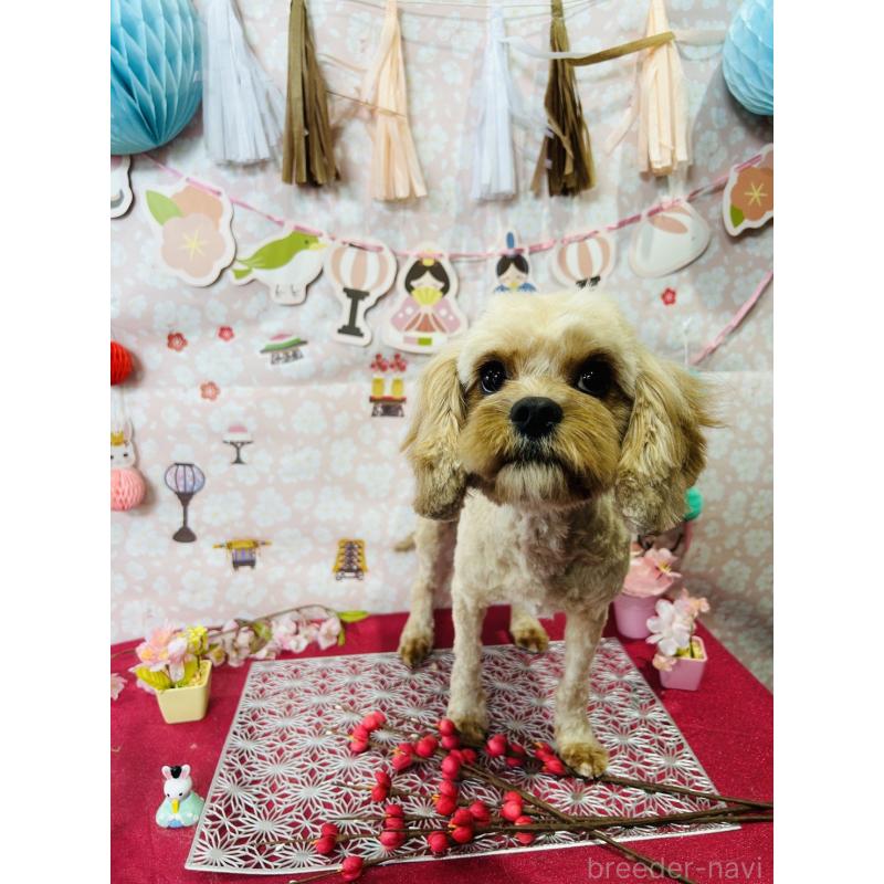 サンちゃんちゃん1枚目