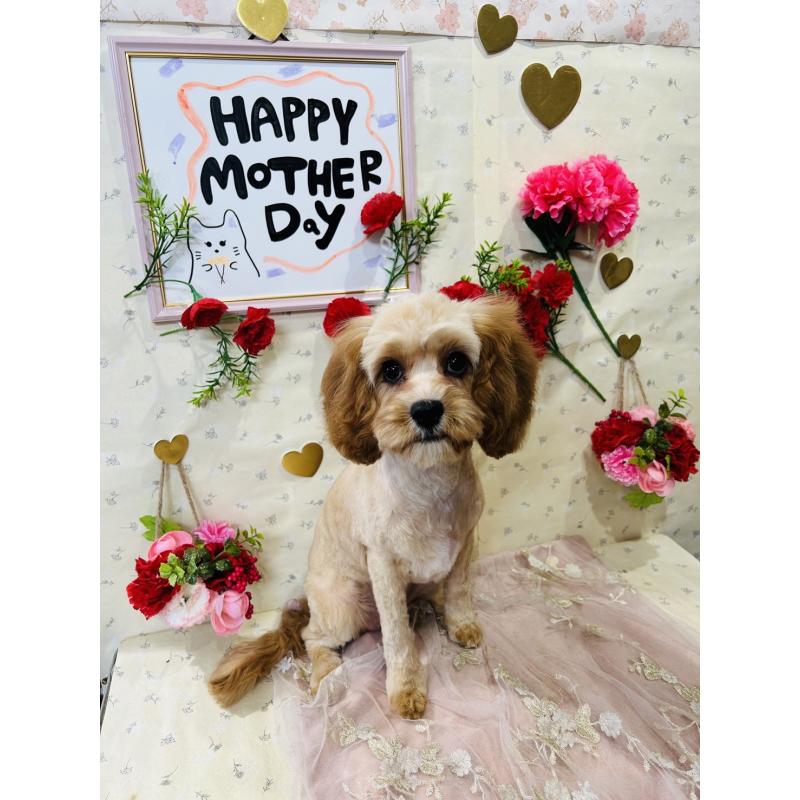 サンちゃんちゃん1枚目