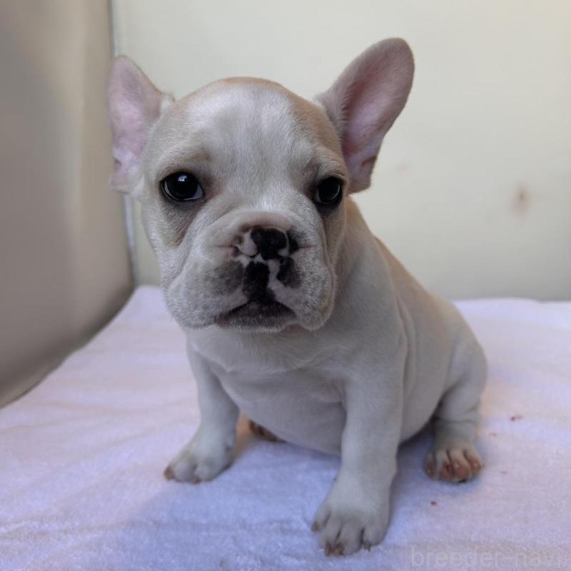 販売中の東京都のフレンチブルドッグ-420070