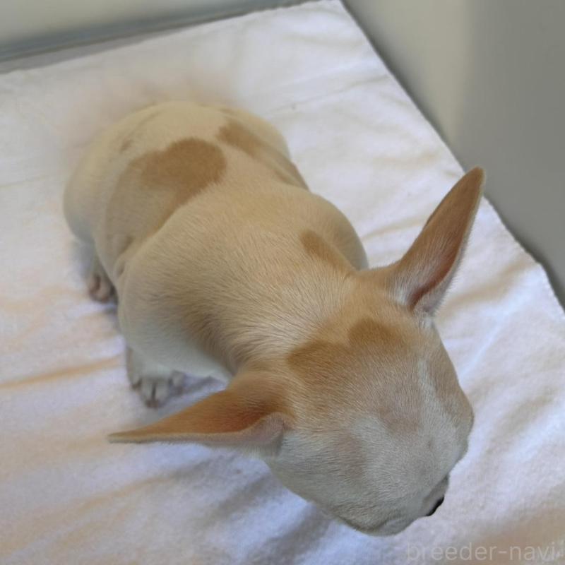 成約済の東京都のフレンチブルドッグ-420070の8枚目