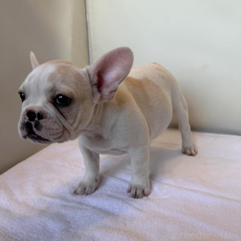 成約済の東京都のフレンチブルドッグ-420070の7枚目