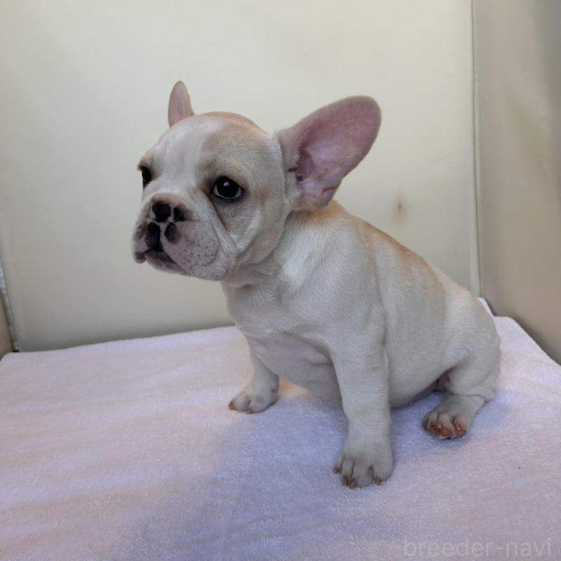 成約済の東京都のフレンチブルドッグ-420070の6枚目