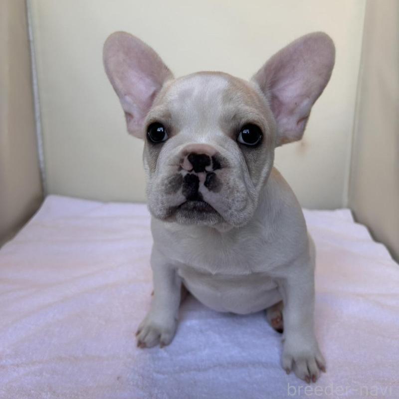 成約済の東京都のフレンチブルドッグ-420070の5枚目