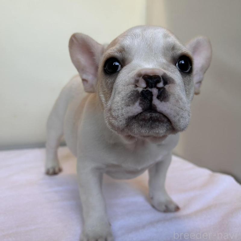 成約済の東京都のフレンチブルドッグ-420070の4枚目