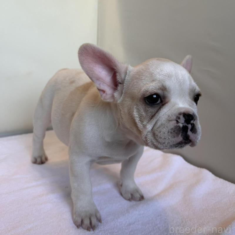 成約済の東京都のフレンチブルドッグ-420070の3枚目