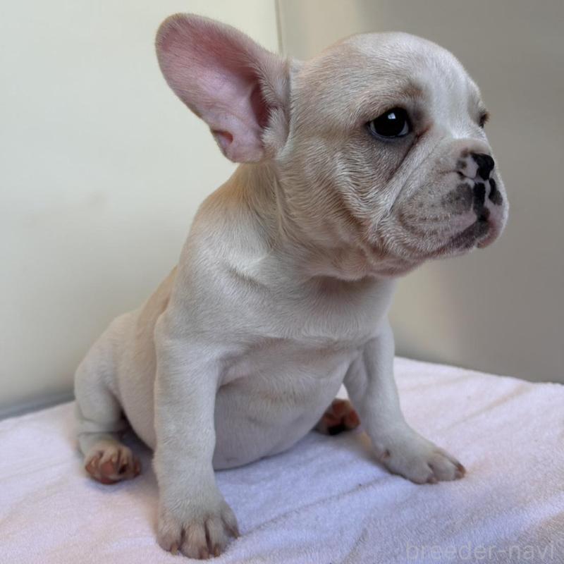 成約済の東京都のフレンチブルドッグ-420070の2枚目