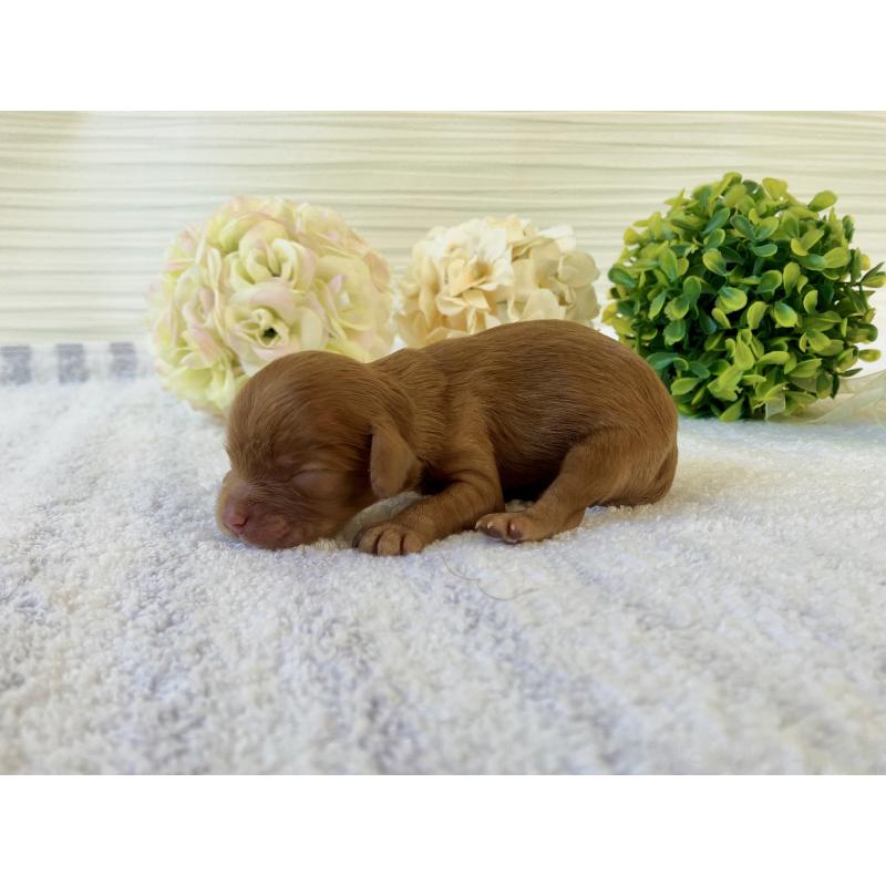 販売中の福岡県のキャバプー:キャバリア×トイプードル-431430の8枚目