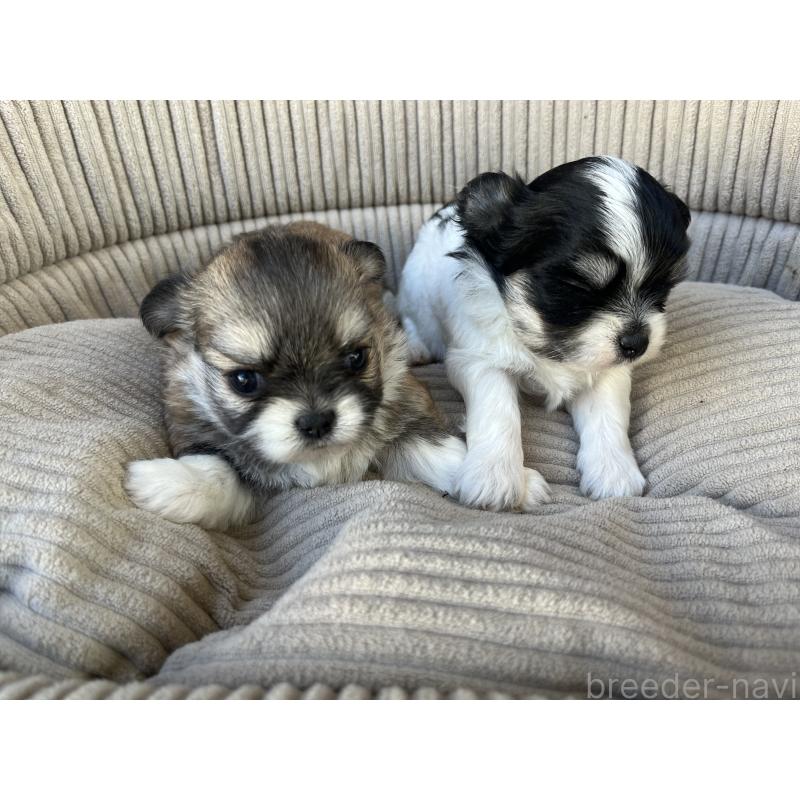 販売中の沖縄県のミックス犬-431433の3枚目