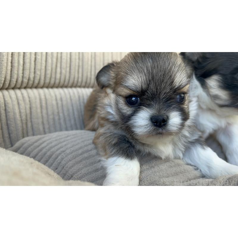 販売中の沖縄県のミックス犬-431433の2枚目