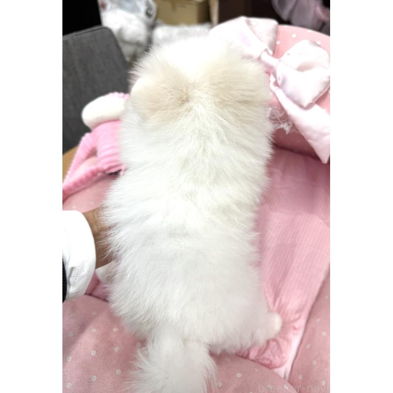 販売中の大阪府のポメラニアン-431431の8枚目