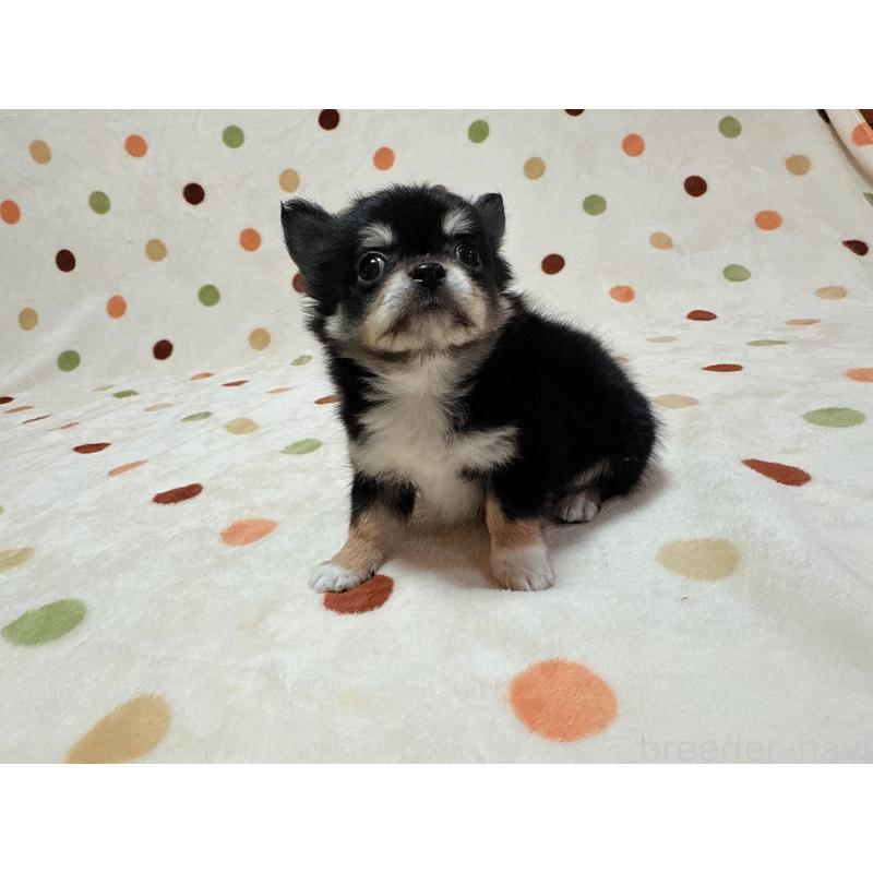 販売中の岐阜県のチワワ(ロングコート)-431432の4枚目