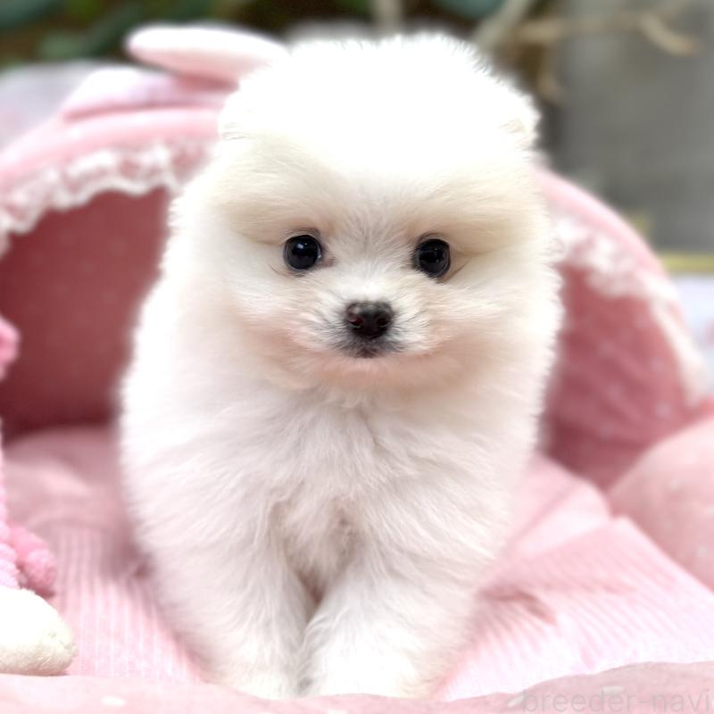 販売中の大阪府のポメラニアン-431431の6枚目