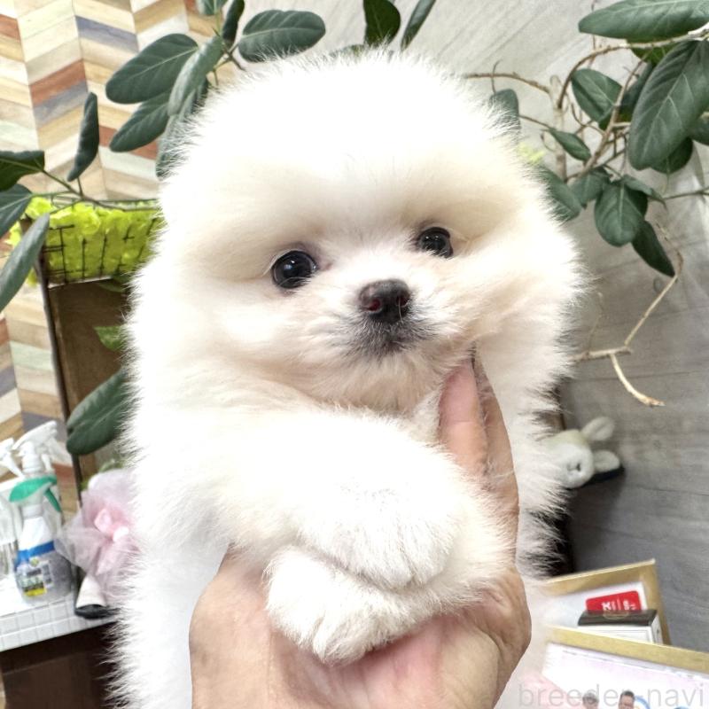 販売中の大阪府のポメラニアン-431431の5枚目