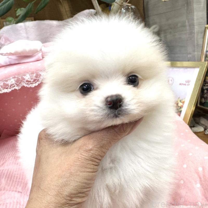 販売中の大阪府のポメラニアン-431431の4枚目