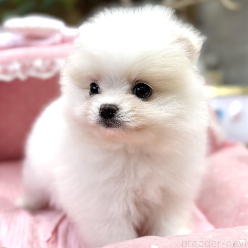 販売中の大阪府のポメラニアン-431431の3枚目