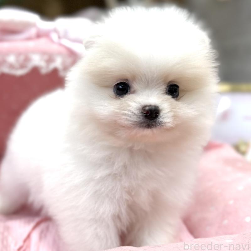販売中の大阪府のポメラニアン-431431の2枚目