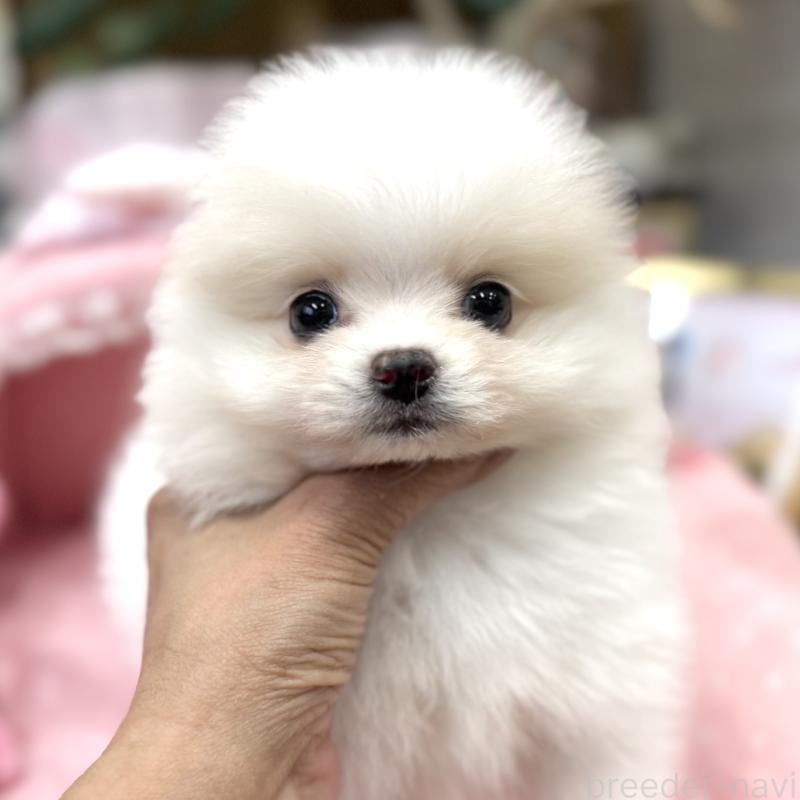 販売中の大阪府のポメラニアン-431431