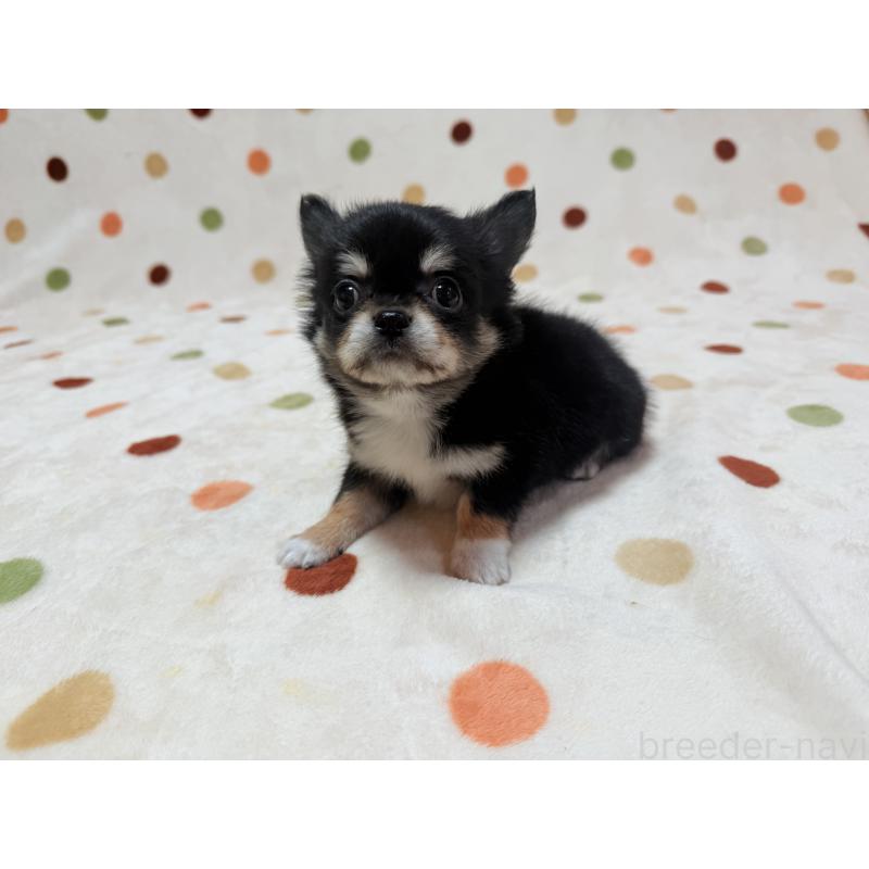 販売中の岐阜県のチワワ(ロングコート)-431432の3枚目