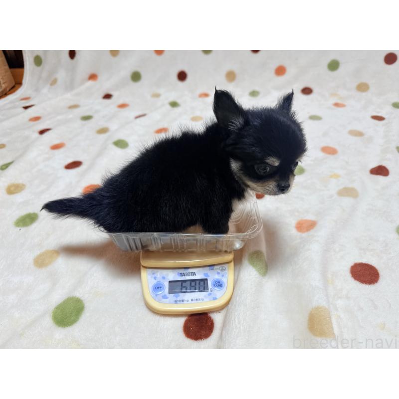 販売中の岐阜県のチワワ(ロングコート)-431432の2枚目