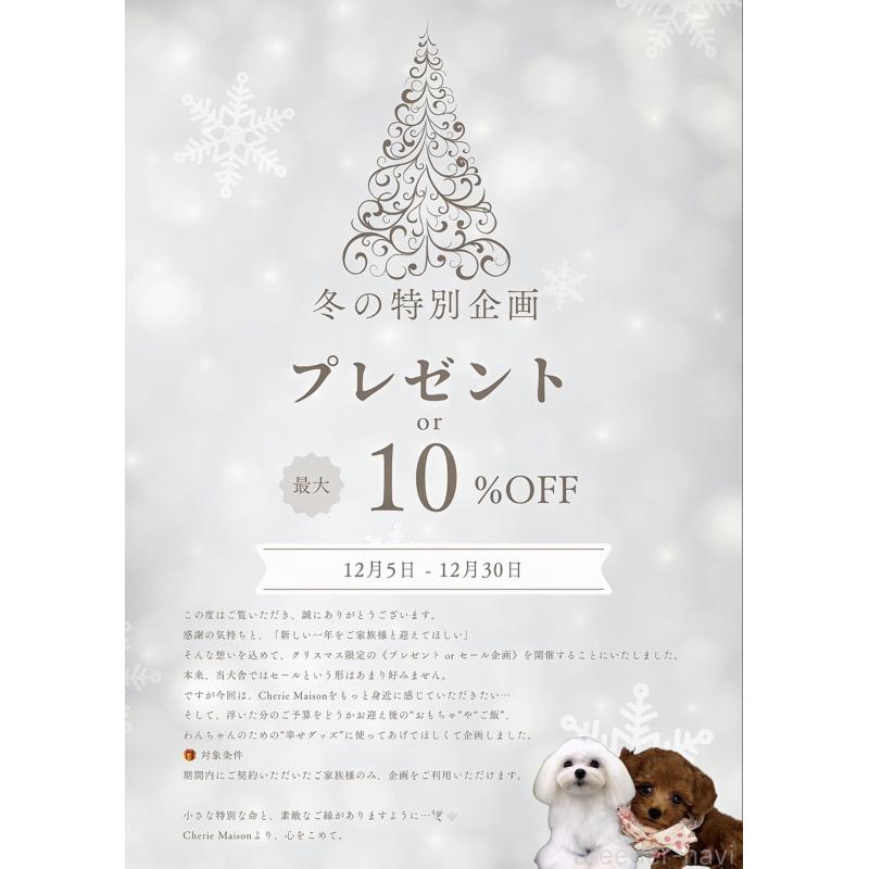 販売中の大阪府のチワプー:チワワ×トイプードル-431429の2枚目