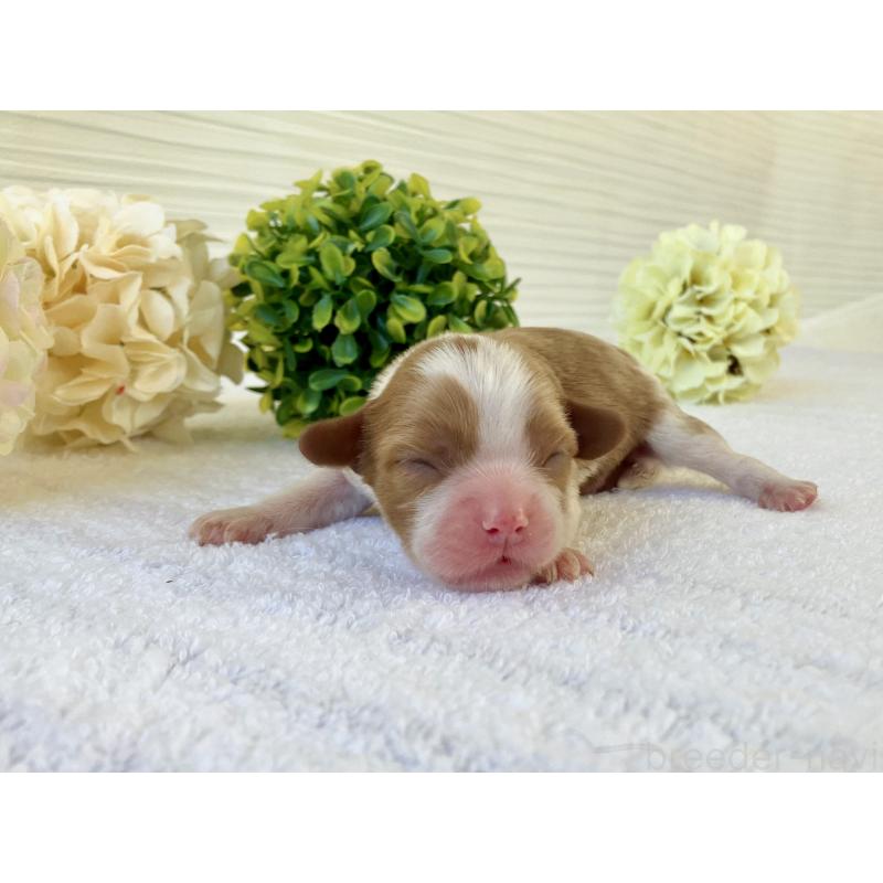 販売中の福岡県のキャバプー:キャバリア×トイプードル-431435の1枚目