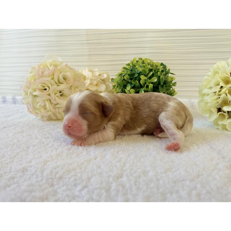 販売中の福岡県のキャバプー:キャバリア×トイプードル-431435の9枚目