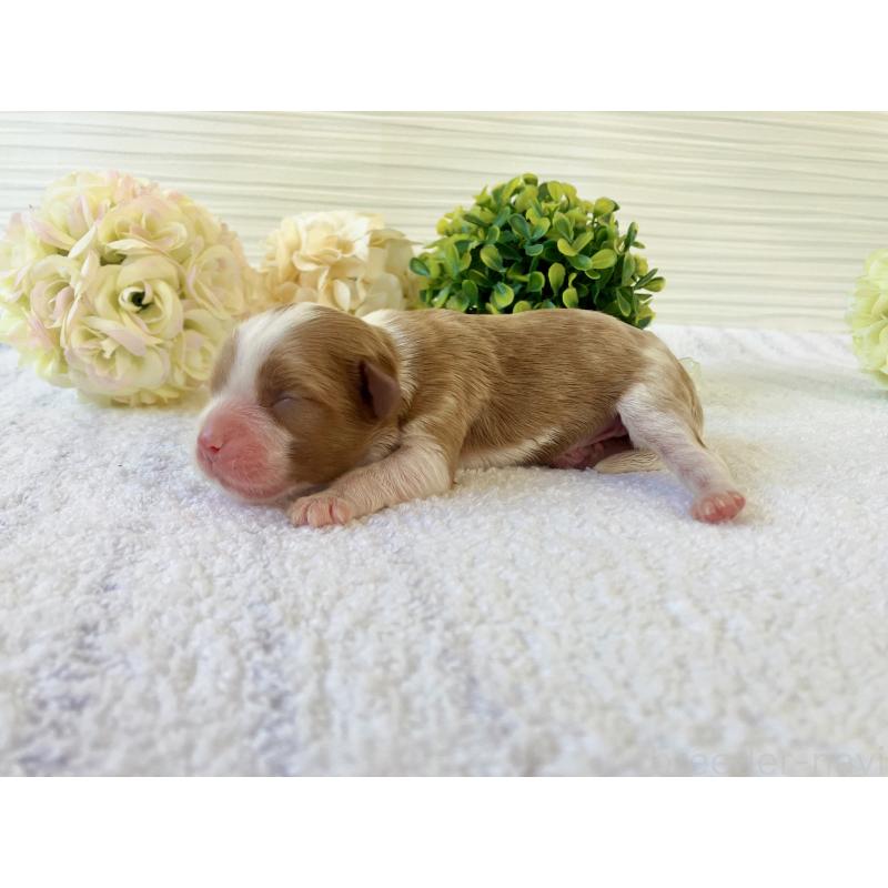 販売中の福岡県のキャバプー:キャバリア×トイプードル-431435の8枚目