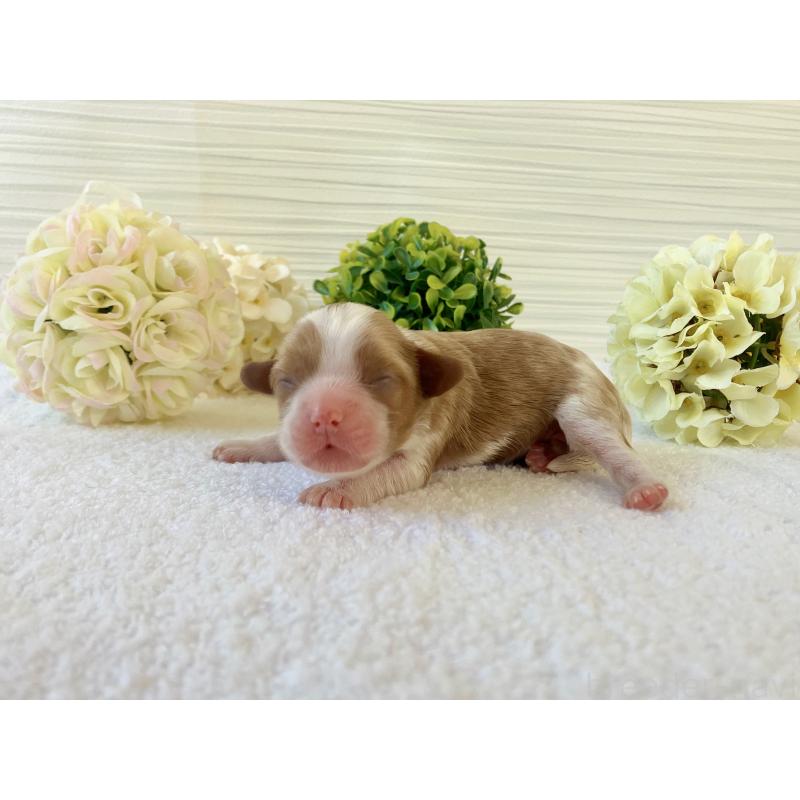 販売中の福岡県のキャバプー:キャバリア×トイプードル-431435の7枚目