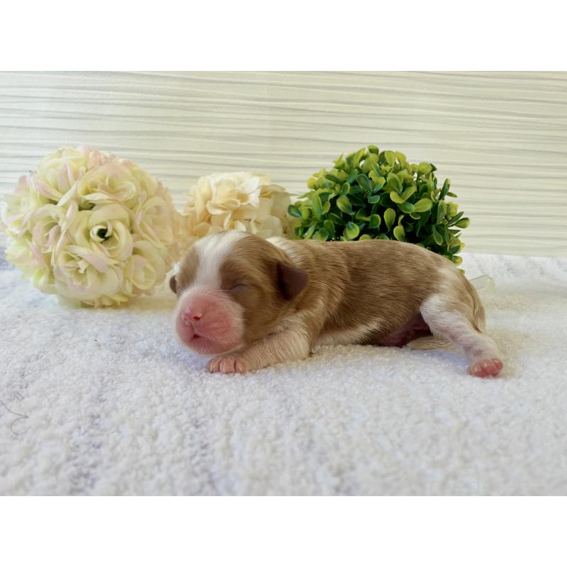 販売中の福岡県のキャバプー:キャバリア×トイプードル-431435の6枚目