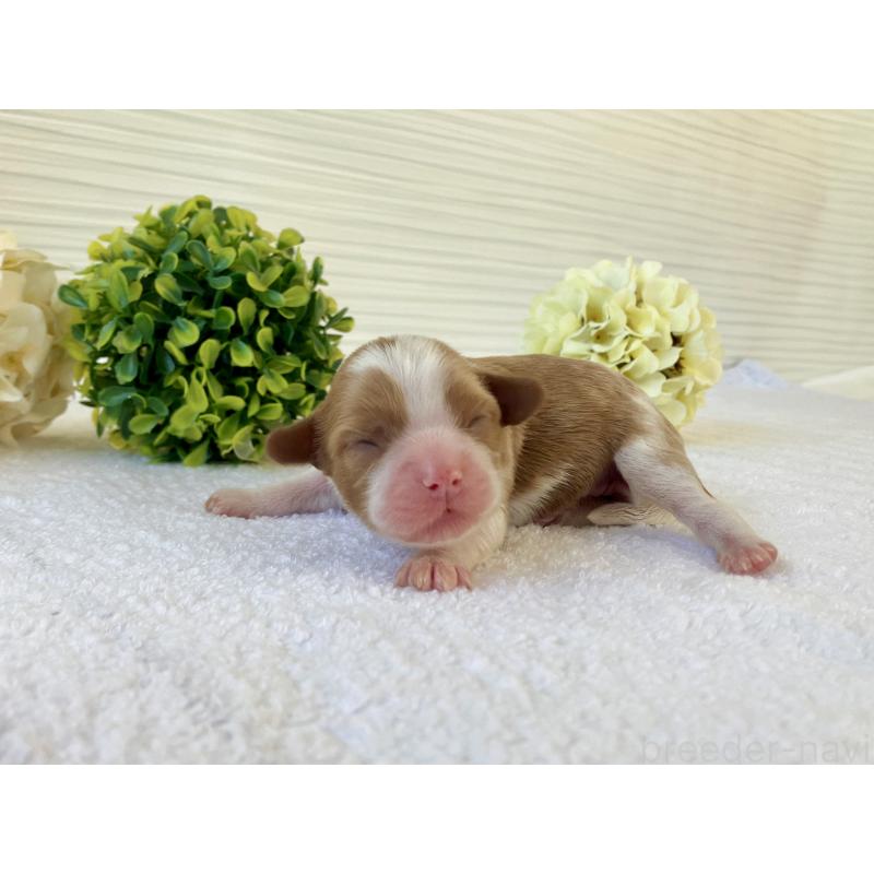 販売中の福岡県のキャバプー:キャバリア×トイプードル-431435の5枚目